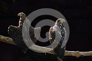 Two eagles are sitting on a tree branch on a dark background