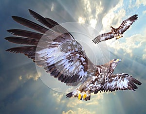 Two eagles soaring.