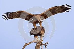 Two Eagles About To Mate