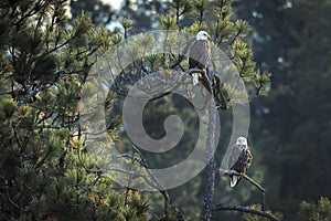 Two eagles in a tree.