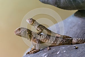 Two earless, spiny, side-blotched and horned lizards from Lanthanotidae family in Prague Zoo, Czech Republic