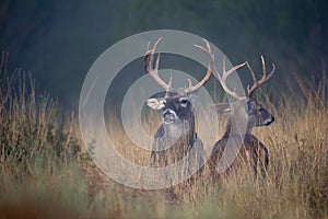 Two early morning whitetail bucks