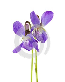 Two early spring flowers Viola odorata isolated on white background. Shallow depth of field