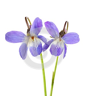 Two early spring flowers Viola odorata isolated on white background. Shallow depth of field. Selective focus