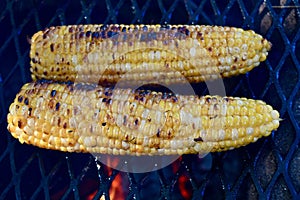 Two Ears of Corn Cooking over the Fire