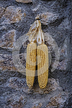 Two ears of corn hanging.