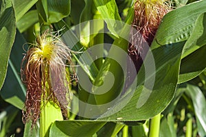 Two ears of corn on the stalk in the field