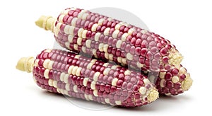 Two Ears of Multi-colored Corn with Purple and White Kernels on a White Background maize