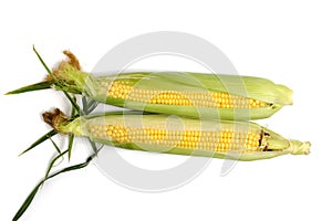 Two ears ripe corn white background.
