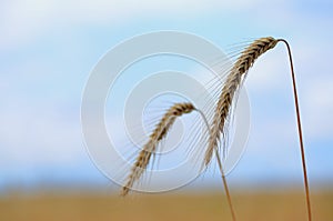 Two ears of wheat against the blue sky close-up