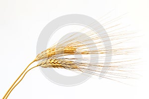 Two ears of wheat on white background