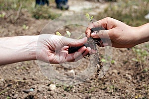 Two earth-stained hands passing a rooted plant from one to the other