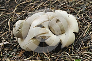 Two Earthstar fungi