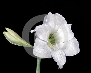 Two Easter lily`s in full bloom photographed with felt background