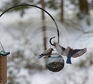 Two Eastern Bluebirds Next to a Feeder in the Winter