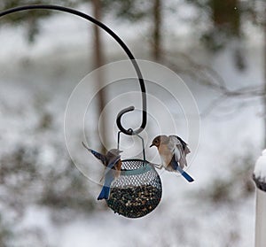 Two Eastern Bluebirds perched on a Feeder in the Snow