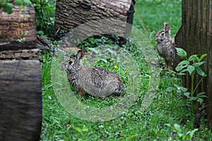 Two Eastern cottontails Sylvilagus floridanus