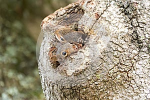Two Eastern Gray Squirrels Peeking from Oak Tree Hollow