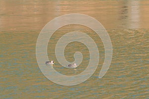 Two Eastern Spot-billed ducks in a river