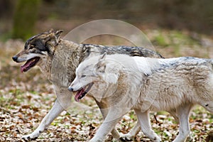 Dve východnej vlci 