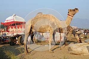 Two eating dromedaries and colourful carriage in nomadic camp at Pushkar ethnic fair,Rajasthan,India