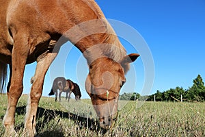 Two eating horses