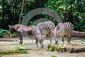 Two eating zebras and one standing antilope gnu