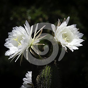 Two Echinopsis Spachiana golden torch cactus flowers