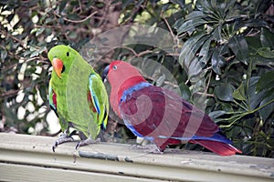 The two eclectus parrots are courting