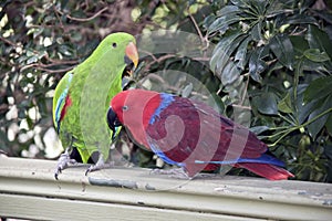 The two eclectus parrots are courting