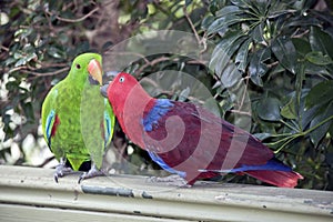 Two eclectus parrots sharing food