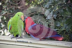 The two eclectus parrots are sharing food