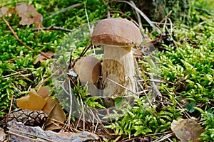 Two edible boletuses with a cone among grass