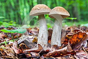 Two edible brown mushrooms Leccinum scabrum grow in the woods