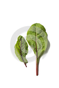 Two edible chard leaves on a white background
