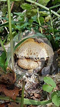 Two edible fungi among a grass