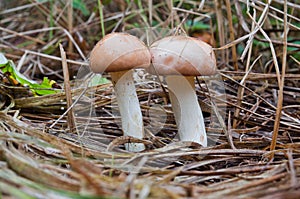 Two edible fungi suillus granulatus growing among dry grass