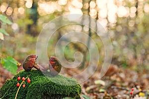 Two edible mushrooms Lurid boletus on moss in autumn forest at sunset close-up nature background