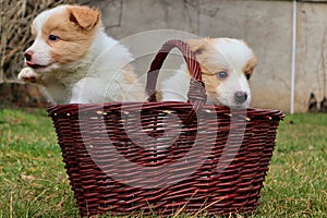 Two ee red puppies in the basket