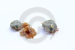 Two egg-laying ticks