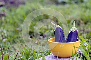 Two eggplants with drops of water in a yellow bowl on a stone in a green clearing