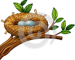 Two eggs in bird nest