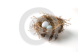 Two eggs in bird nest