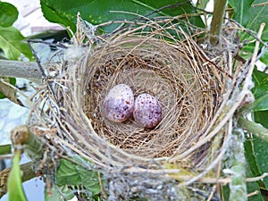 Two eggs of bulbul bird in the nest