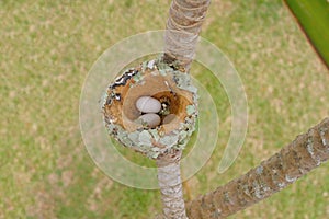 Two eggs of Glittering-Bellied Emerald hummingbirds, Chlorostilbon Lucidus, in their nest, Brazil