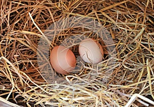 Two eggs lie on the background of hay