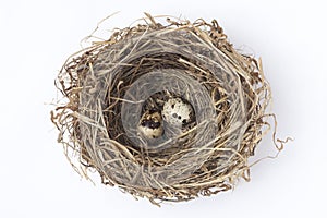 two eggs in a nest