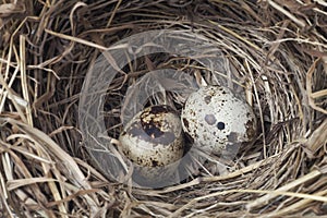 two eggs in a nest