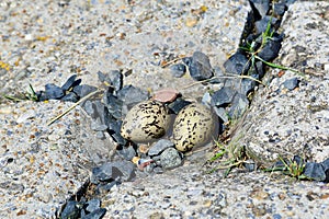 two eggs of an oystercatcher in a so-called nest on the dike of Terschelling