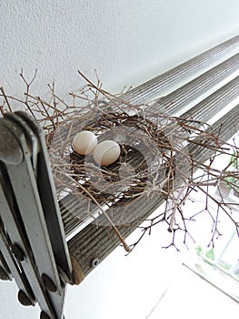 Two eggs of red collared dove birds in the nest on aluminum cloths racks.